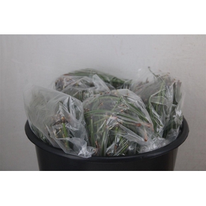 Dennen Needles Green P Bag