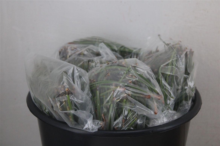 <h4>Dennen Needles Green P Bag</h4>