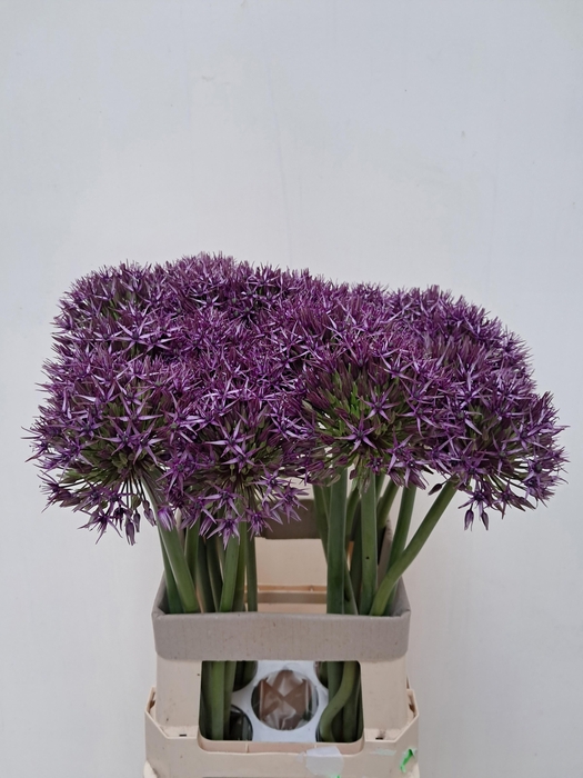<h4>ALLIUM GROOTBLOEMIG</h4>
