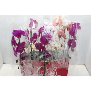 PHALAENOPSIS CASCATA ESPECIAL P15 MIN 8 FLS