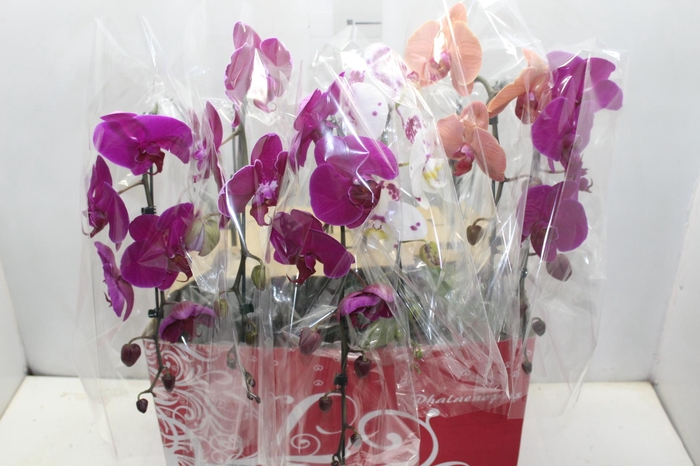 <h4>PHALAENOPSIS CASCATA ESPECIAL P15 MIN 8 FLS</h4>