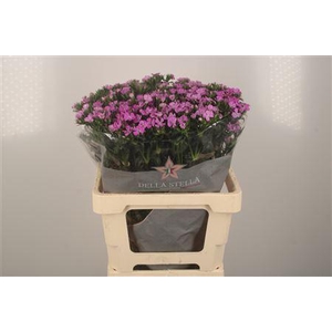 Di Barb Purple Magic