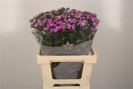 <h4>Di Barb Purple Magic</h4>