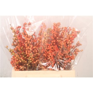 Ilex magical daydream