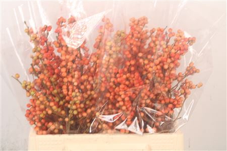 <h4>Ilex magical daydream</h4>