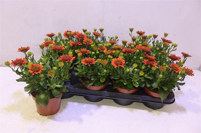 <h4>Osteo Fp Orange</h4>