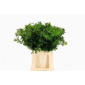 PISTA OV BLAD BS