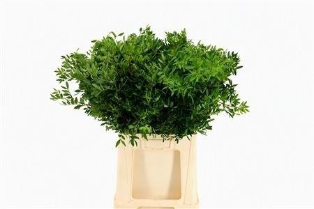 <h4>PISTA OV BLAD BS</h4>