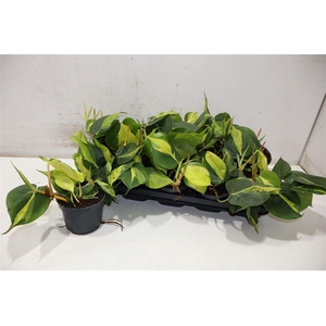 Phil Scandens Brasil