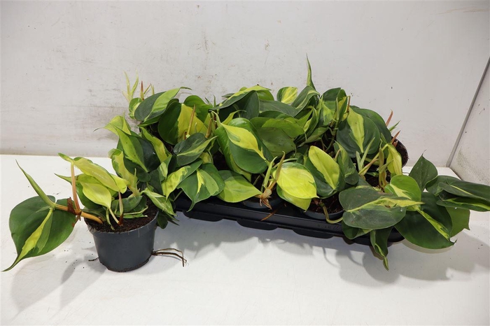 <h4>Phil Scandens Brasil</h4>