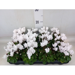 Cyclamen KL 'Verano'