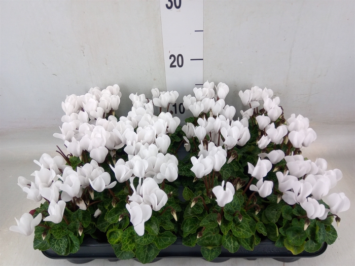 <h4>Cyclamen KL 'Verano'</h4>