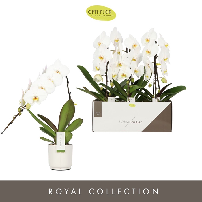 <h4>Phalaenopsis wit meer takken</h4>