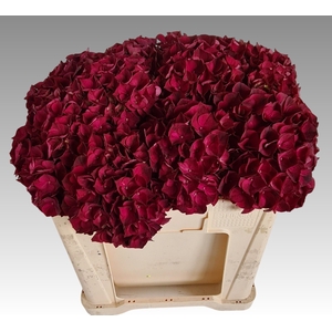 HYDR M MAG DARK RUBY