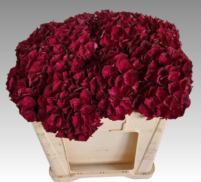 <h4>HYDR M MAG DARK RUBY</h4>