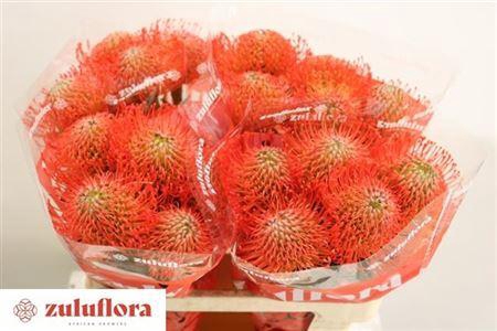 <h4>Leuco Co Succession</h4>