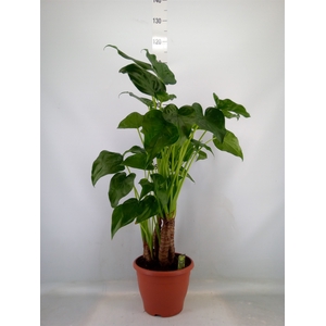 Alocasia cucullata