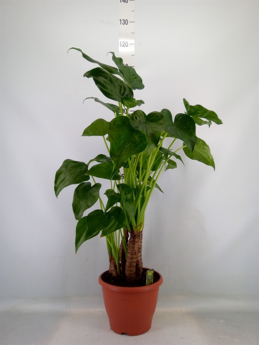 <h4>Alocasia cucullata</h4>