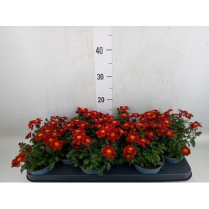 Bidens  'Eldoro Red'