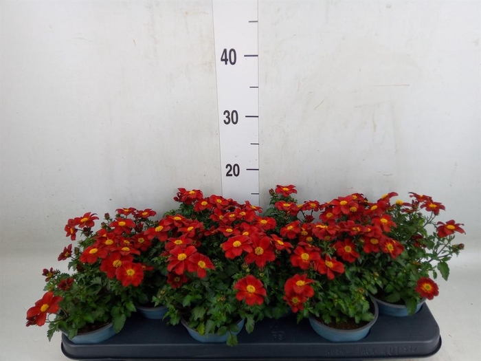 <h4>Bidens  'Eldoro Red'</h4>