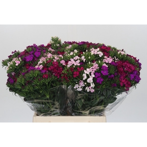 Dianthus Br Gemengd