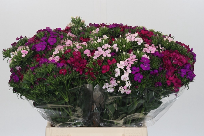 <h4>Dianthus Br Gemengd</h4>