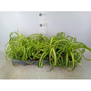 Chlorophytum com. 'Bonnie'