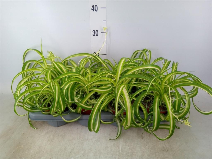 <h4>Chlorophytum com. 'Bonnie'</h4>