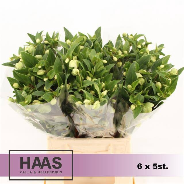 <h4>Helleborus Magnific Bells Haas Calla</h4>