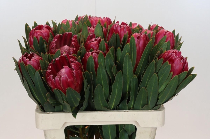 Protea Brenda