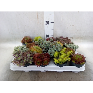Rotsplanten   ...mix   [Rock plant]