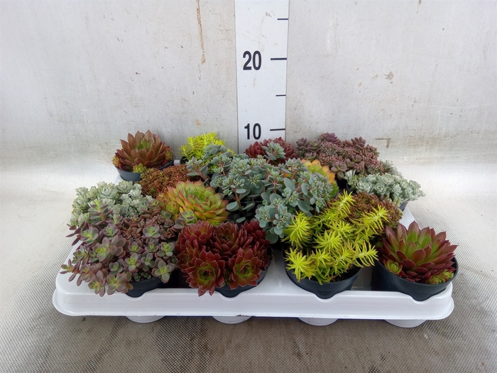 <h4>Rotsplanten   ...mix   [Rock plant]</h4>