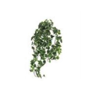 Ivy Chicago hanger XL variegated 10