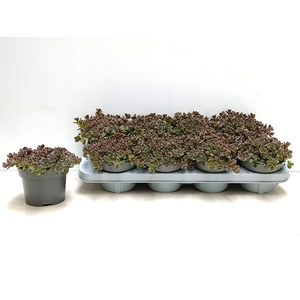 SEDUM CAUT LIDAKENSE