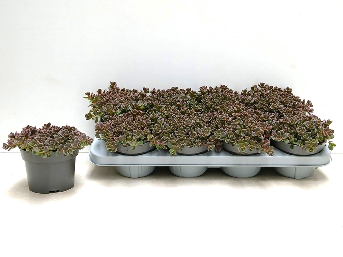 <h4>SEDUM CAUT LIDAKENSE</h4>