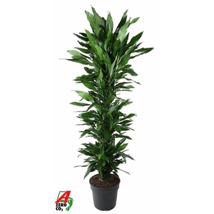 Dracaena Janet Lind vertakt P34