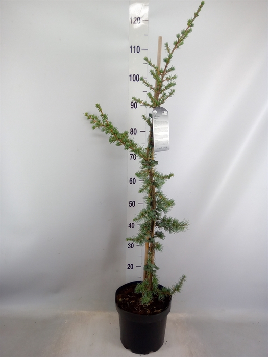 <h4>Cedrus libani 'Glauca'</h4>