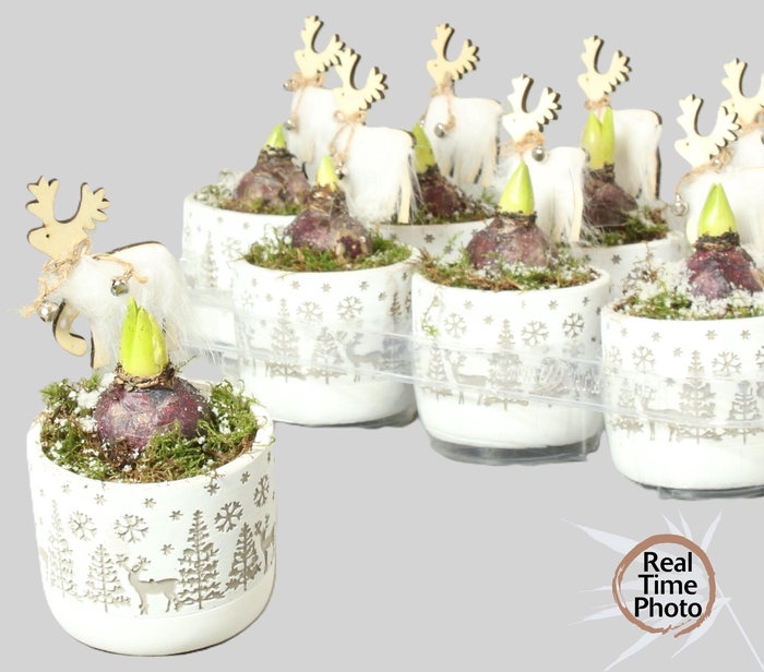 <h4>ARR HYACINTH</h4>