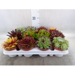 Sempervivum   ...