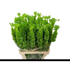 Moluccella Stuk