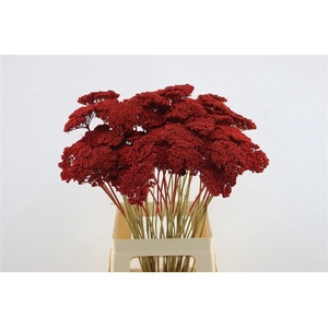 Achillea Red Painted