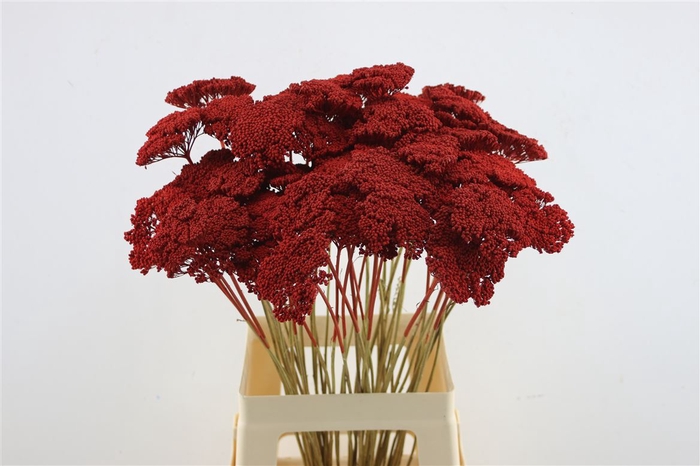 <h4>Achillea Red Painted</h4>