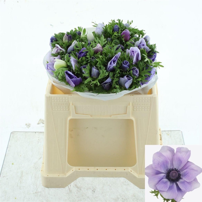 <h4>ANEM CO MIS + AZZURR</h4>