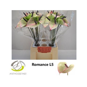 Anthurium Romance Impr