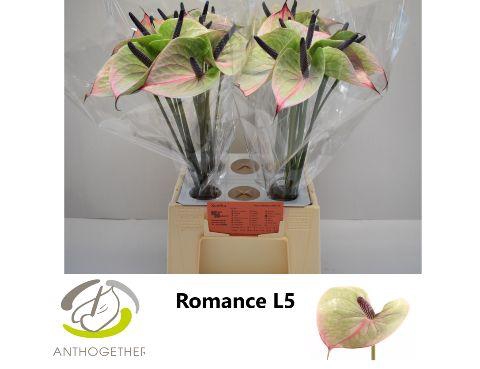 <h4>Anthurium Romance Impr</h4>