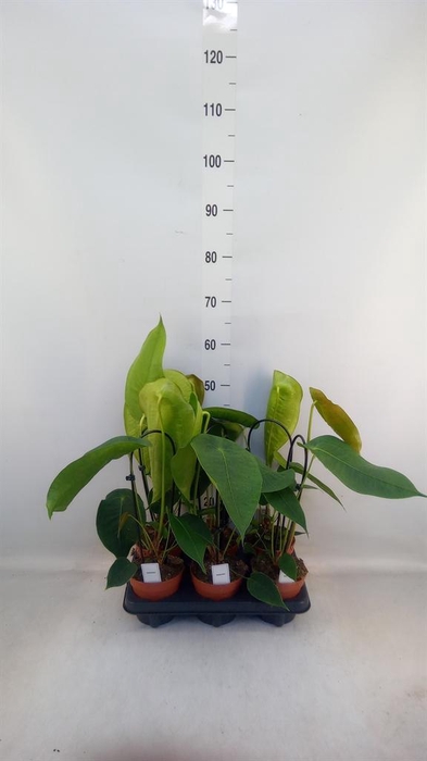 <h4>Anthurium   ...</h4>