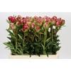 Paeonia Command Performance