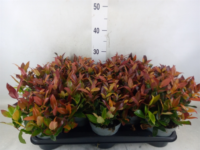 <h4>Leucothoe axillaris 'Zeblid'</h4>