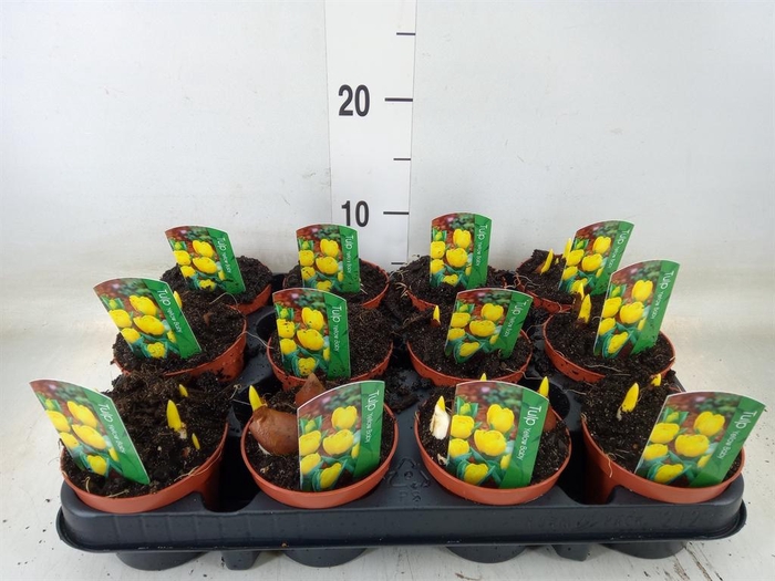 <h4>Tulipa DU 'Yellow Baby'</h4>