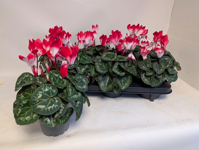 <h4>CYCL KL MET IND RED</h4>